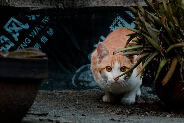 cat